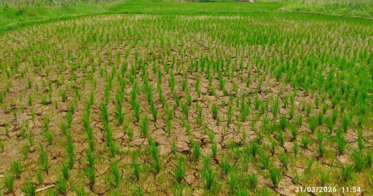 Program ketahanan pangan berbasis swadaya yang digagas DPK KNPI Jasinga bersama Kelompok Tani Dasa Mitra Mandiri dan situasi minimnya pasokan air di area sawah, Selasa (31/3/2026).