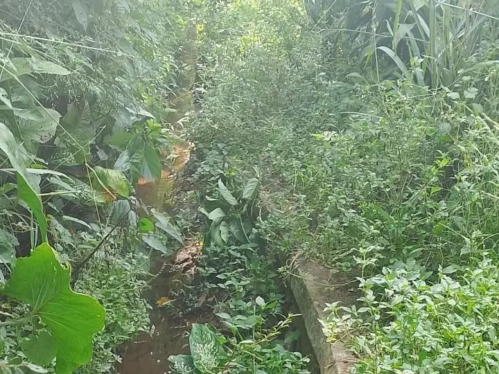 Saluran Irigasi Desa Koleang Mampet, Puluhan Hektare Sawah Terancam