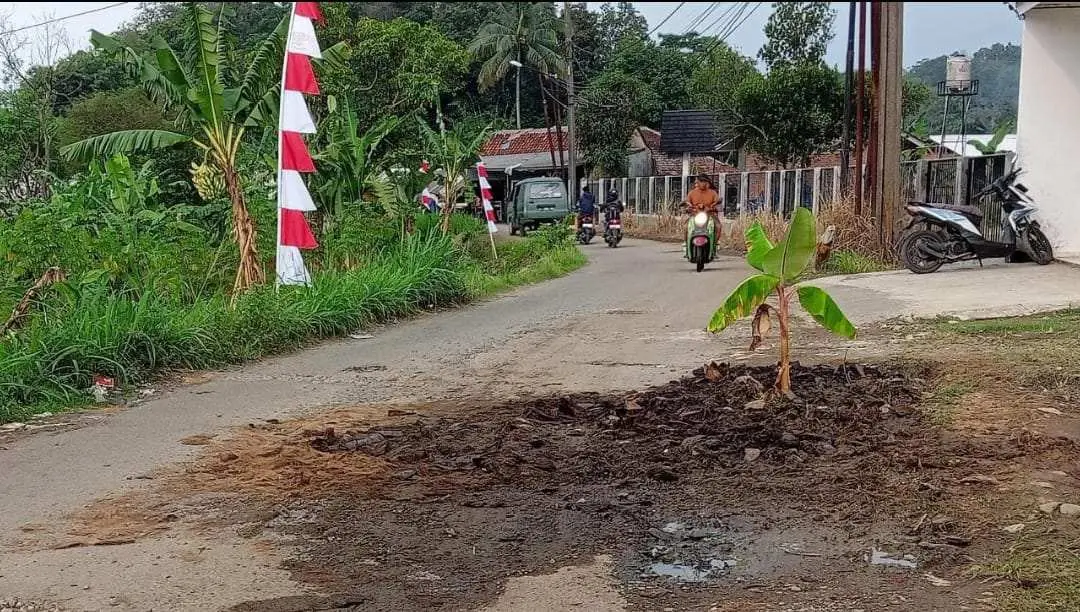 Warga Nanggung Tanam Pohon Pisang di Jalan Rusak, Pemkab Bogor Janji Perbaikan Tahun Ini