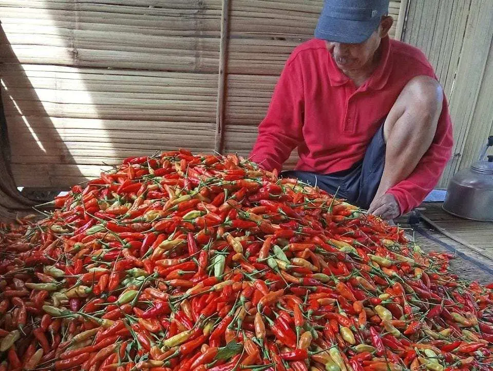 Sukses Budidaya Cabai, Poktan Taruna Muda Kalongliud Panen 2 Ton di Lahan 1,5 Hektar