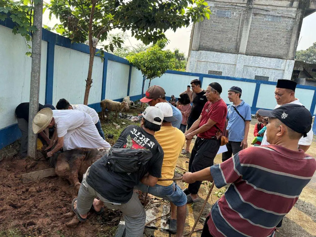 Rayakan Idul Adha 1446 H, PWI Bogor Sembelih 8 Hewan Kurban untuk Masyarakat