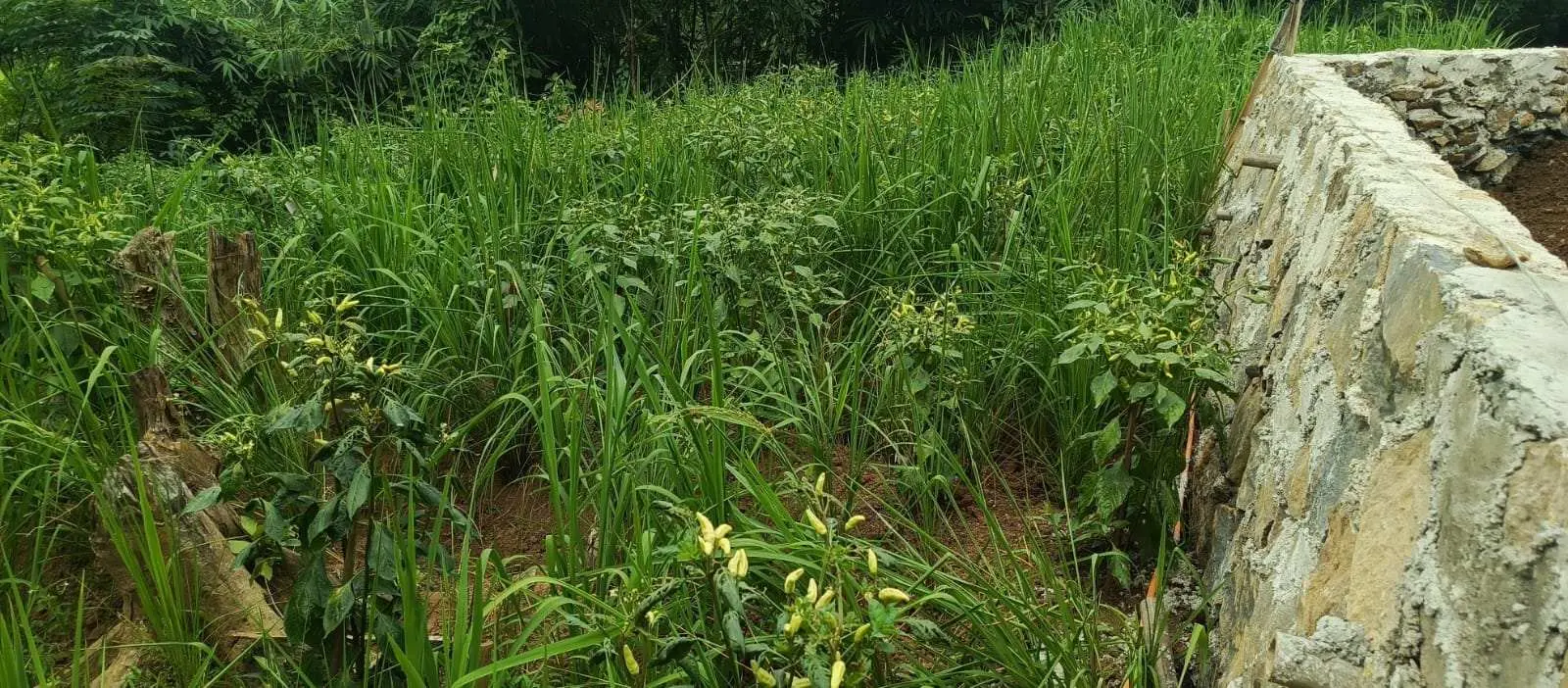 Kades Parakanmuncang Mauludin: Menanam Padi Huma Representatif Menjaga Tradisi