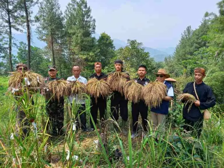 Dukung Ketahanan Pangan Distanhorbun Kabupaten Bogor Garap Pare Huma