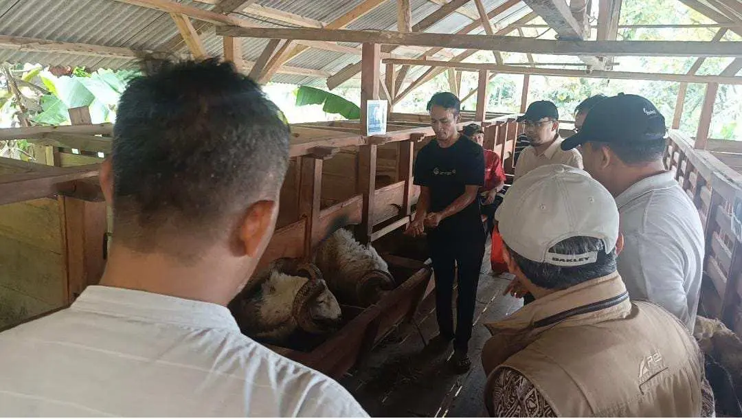 Budi Daya Domba Dilahan Bekas Tambang Jadi Sumber Pendapatan Ekonomi Warga Nanggung