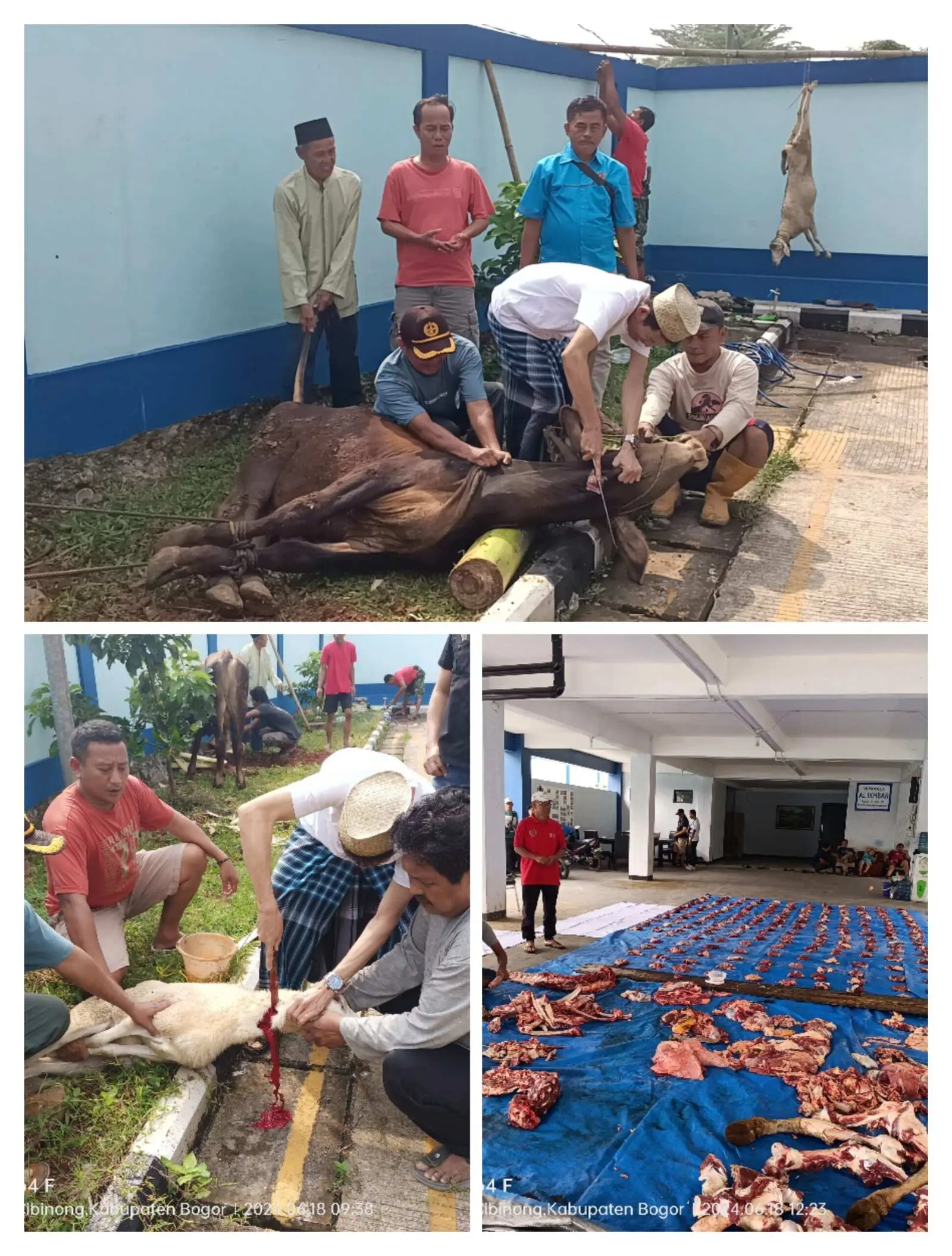 Idul Adha 1445 H, PWI Kabupaten Bogor Qurban Sapi dan Kambing