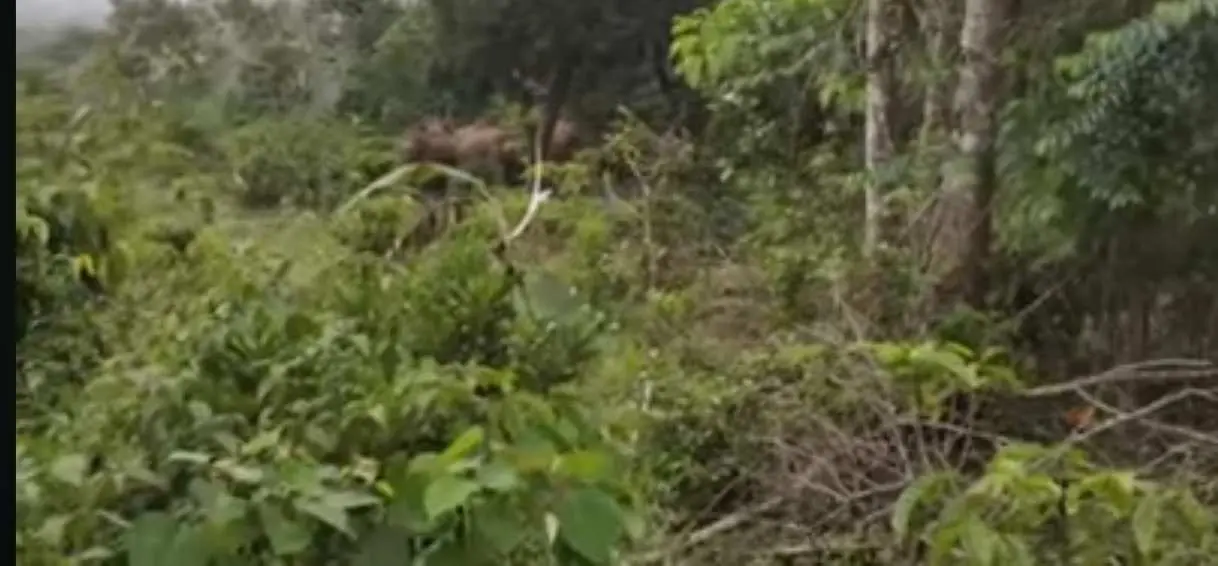 Seorang Petani Lampung Timur Selamat Dari Serangan Gajah Liar
