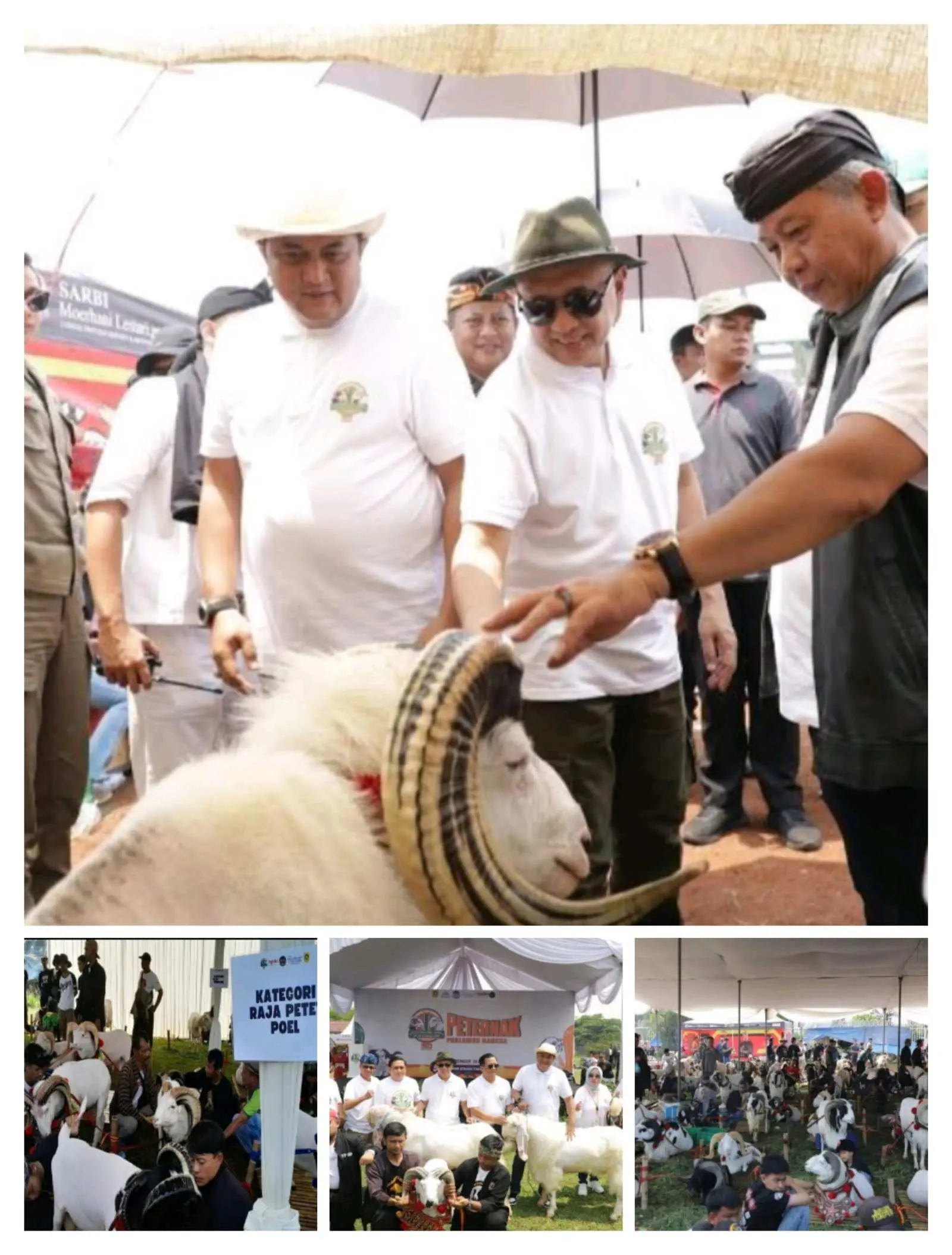 Diskanak Kabupaten Bogor Perkenalkan Varian Domba dan Kambing Melalui Festival Ternak Domba Kambing dan Seni Ketangkasan Domba
