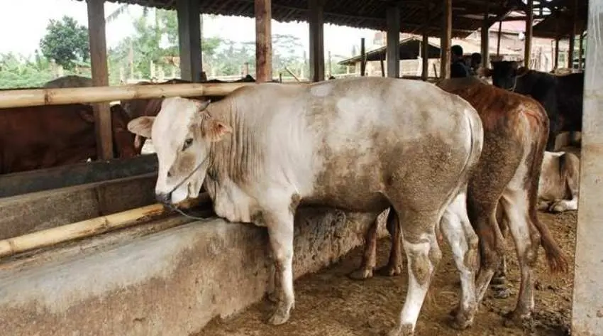 Nah Loh! Gara-gara Sapi, BH Anggota DPRD Pemalang Dilaporkan Ke Polisi