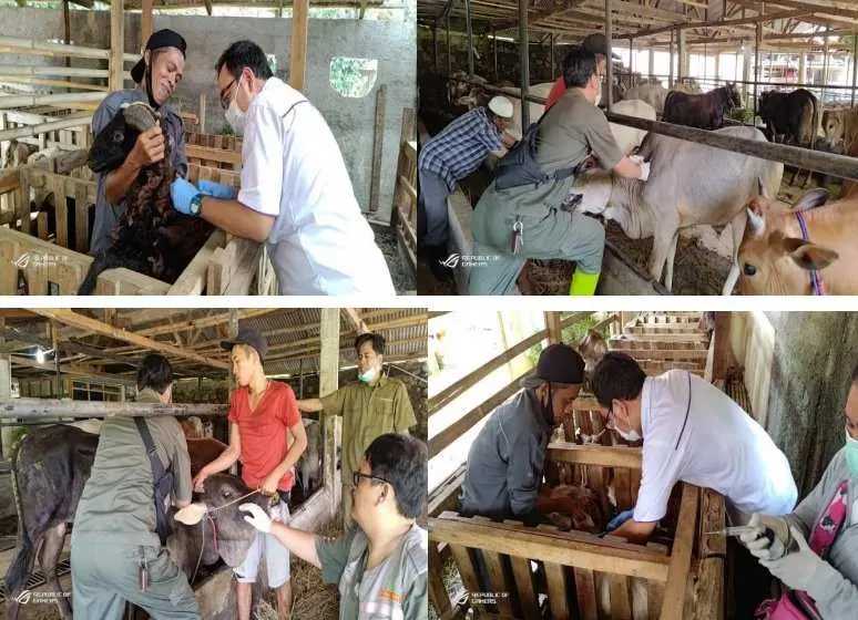Pastikan Keamanan Hewan Dan Daging Qurban Idul Adha 1444 H/2023 M, Diskanak Kabupaten Bogor Lakukan Kegiatan Ini 