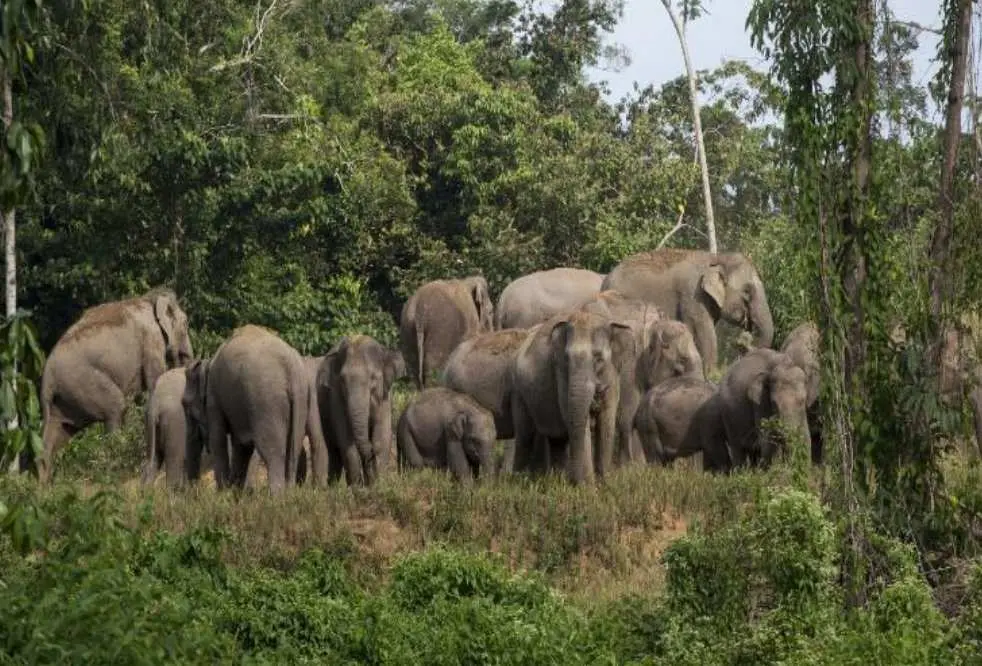 Gawat! Kawanan Gajah Liar Kembali Usik Kenyamanan Warga Tuguratu