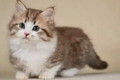 Ini Alasan Kenapa Kucing Peliharaan Sering Hewan Mati Ke Rumah