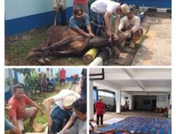 Idul Adha 1445 H, PWI Kabupaten Bogor Qurban Sapi dan Kambing